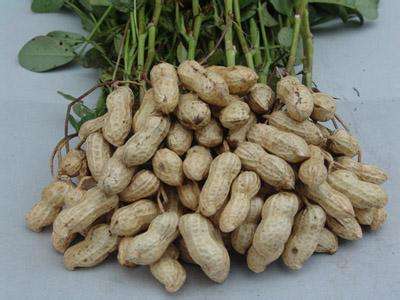 peanut farming