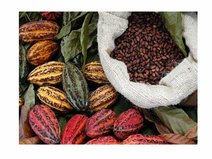 cacao fruit and cacao beans