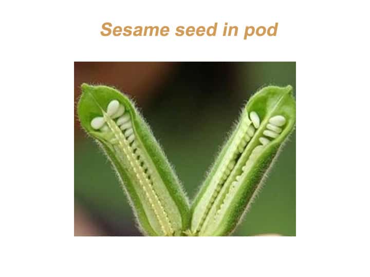 sesame seed